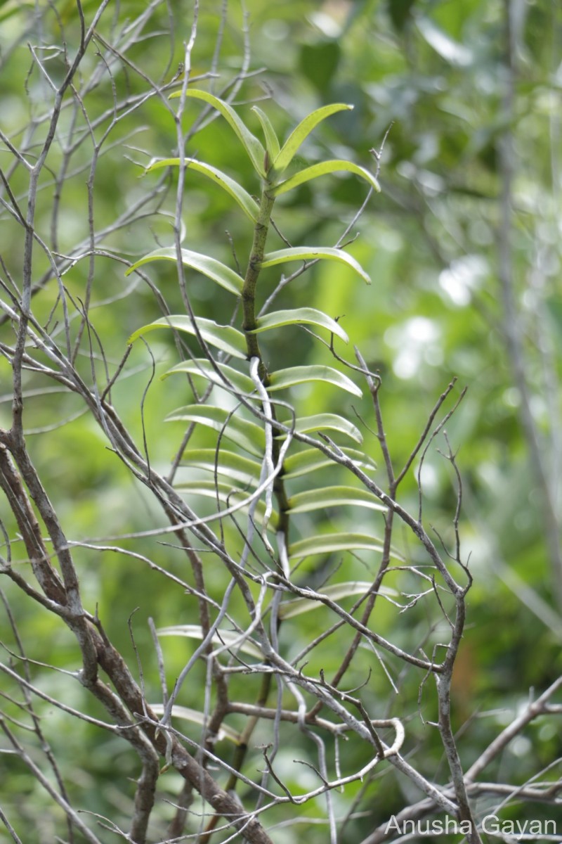 Taprobanea spathulata (L.) Christenson